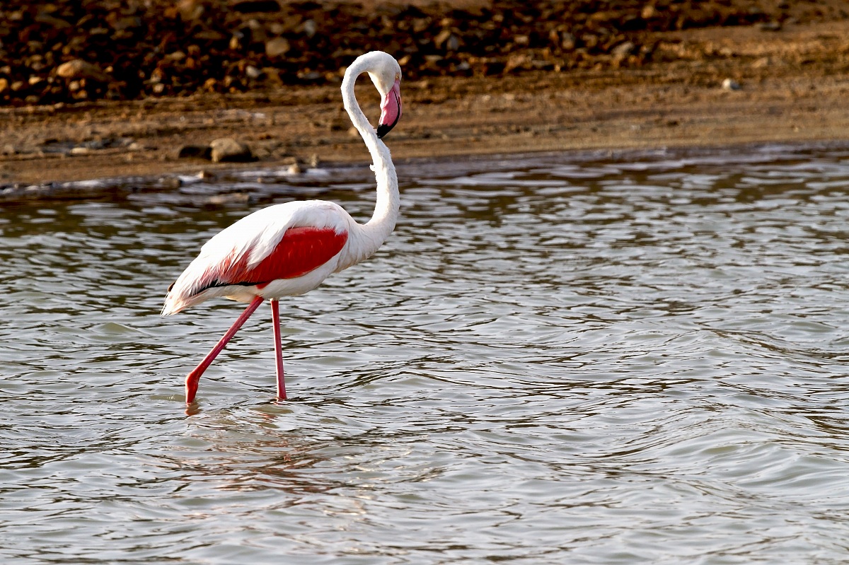 Lone flamingo...