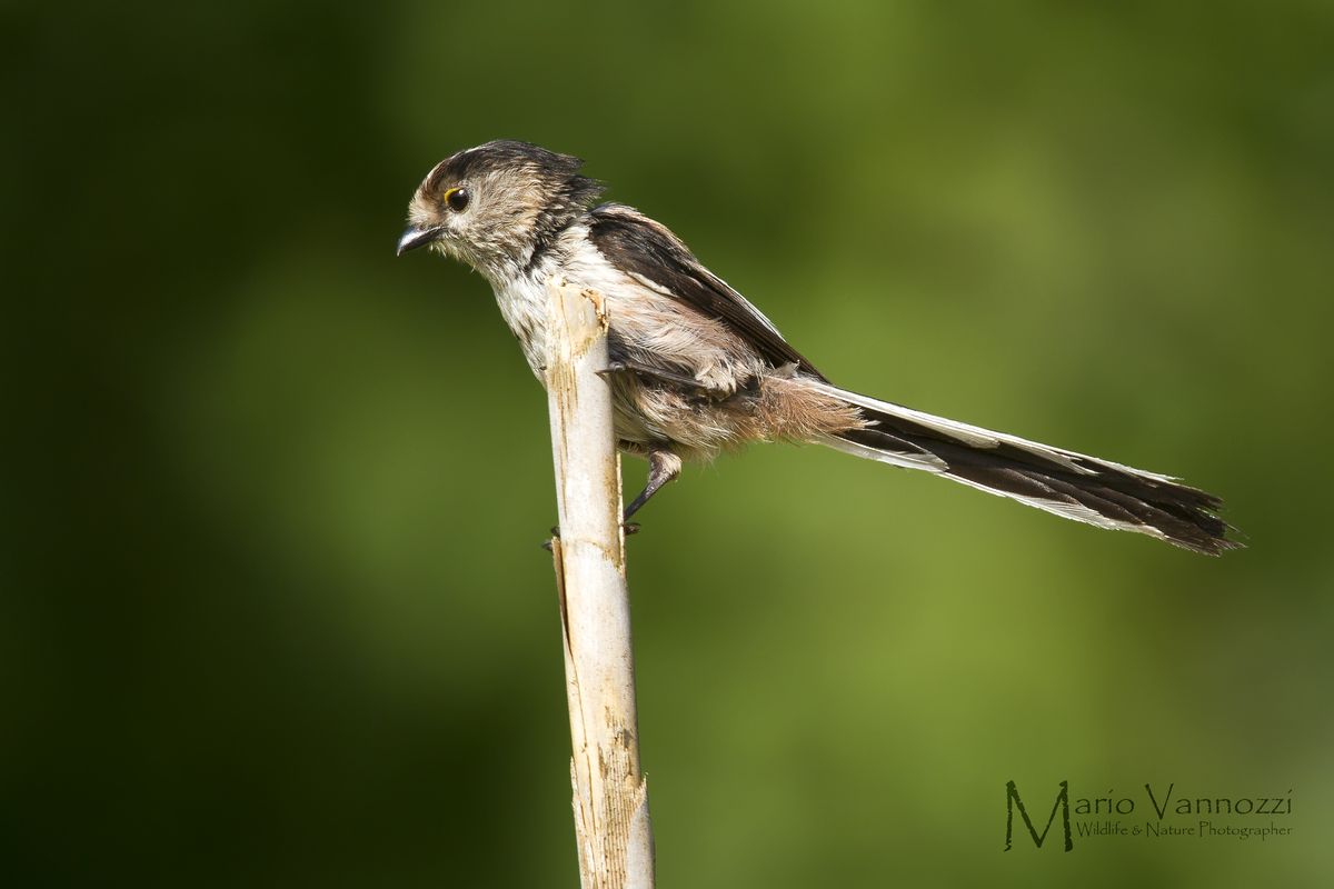 Long-tailed Tit...