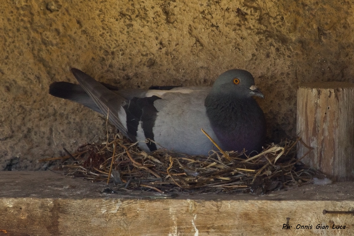 Pigeon in hatching...