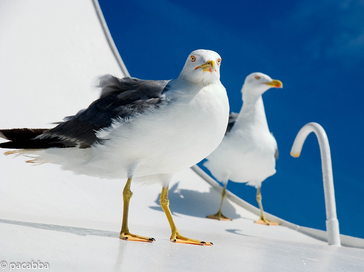 The two gulls...
