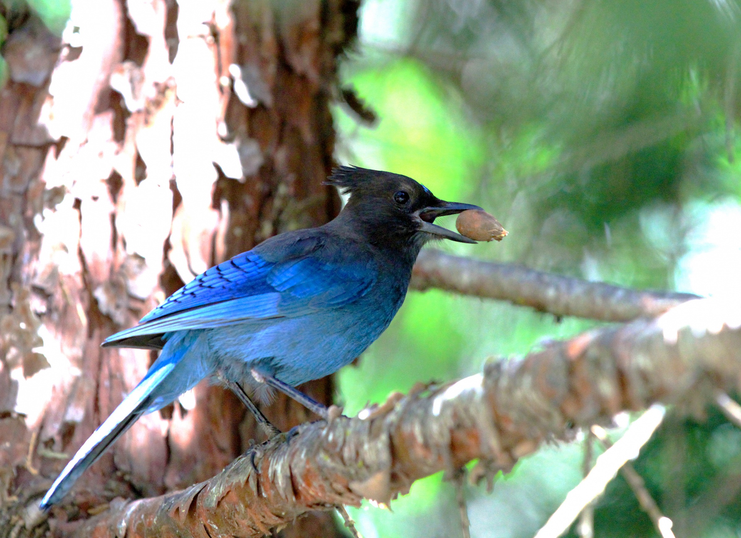 Steller's jay...