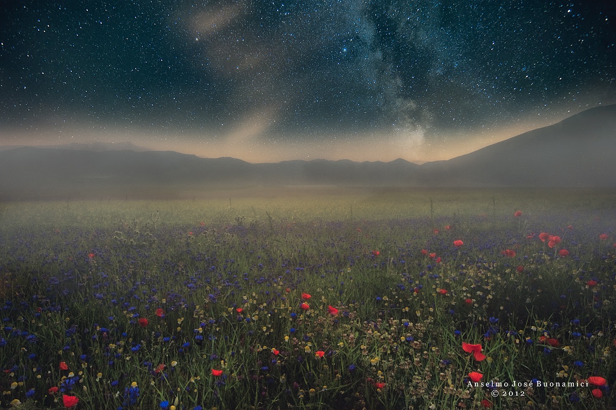 Sky, Fog and Flowers...