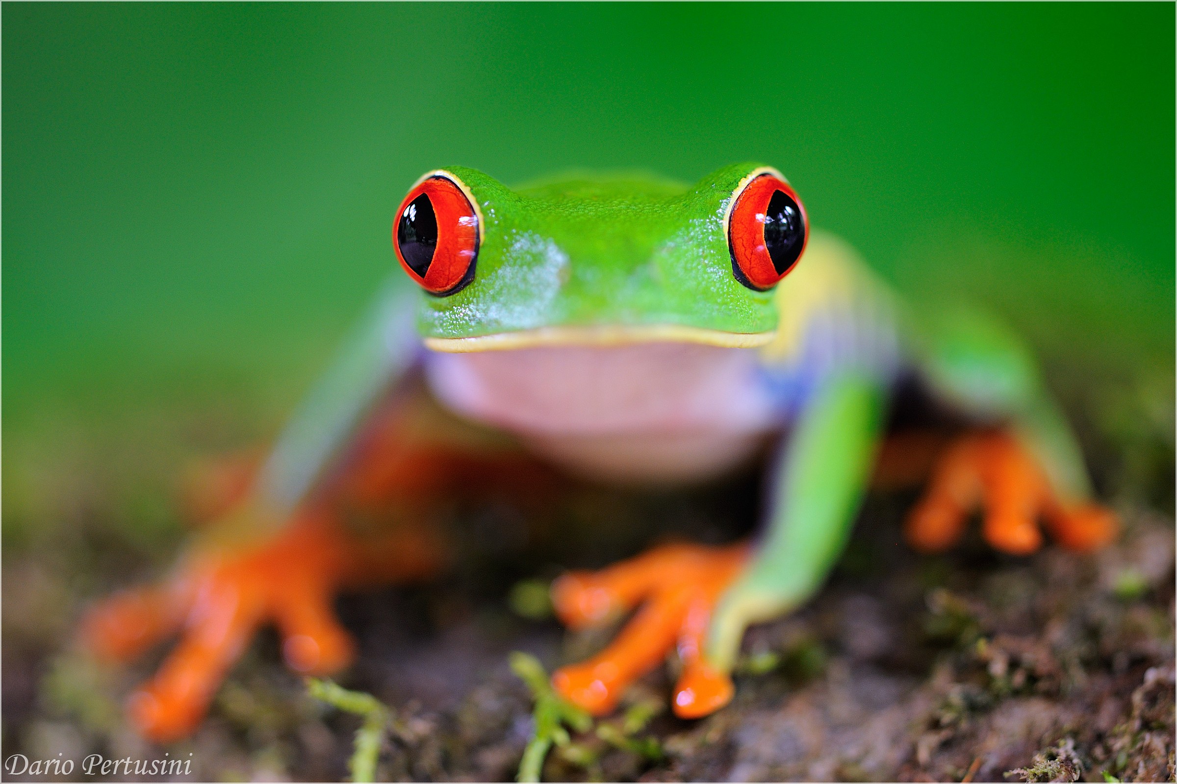 Red-eye tree frog...