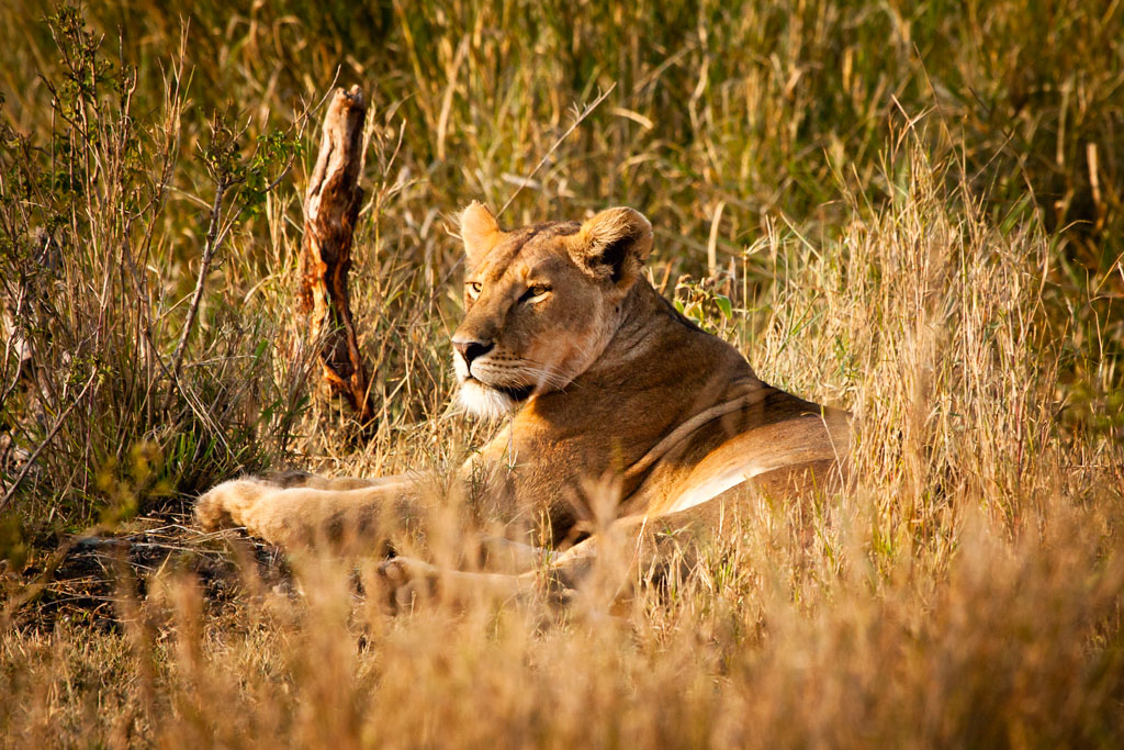 Lion in early morning_2...