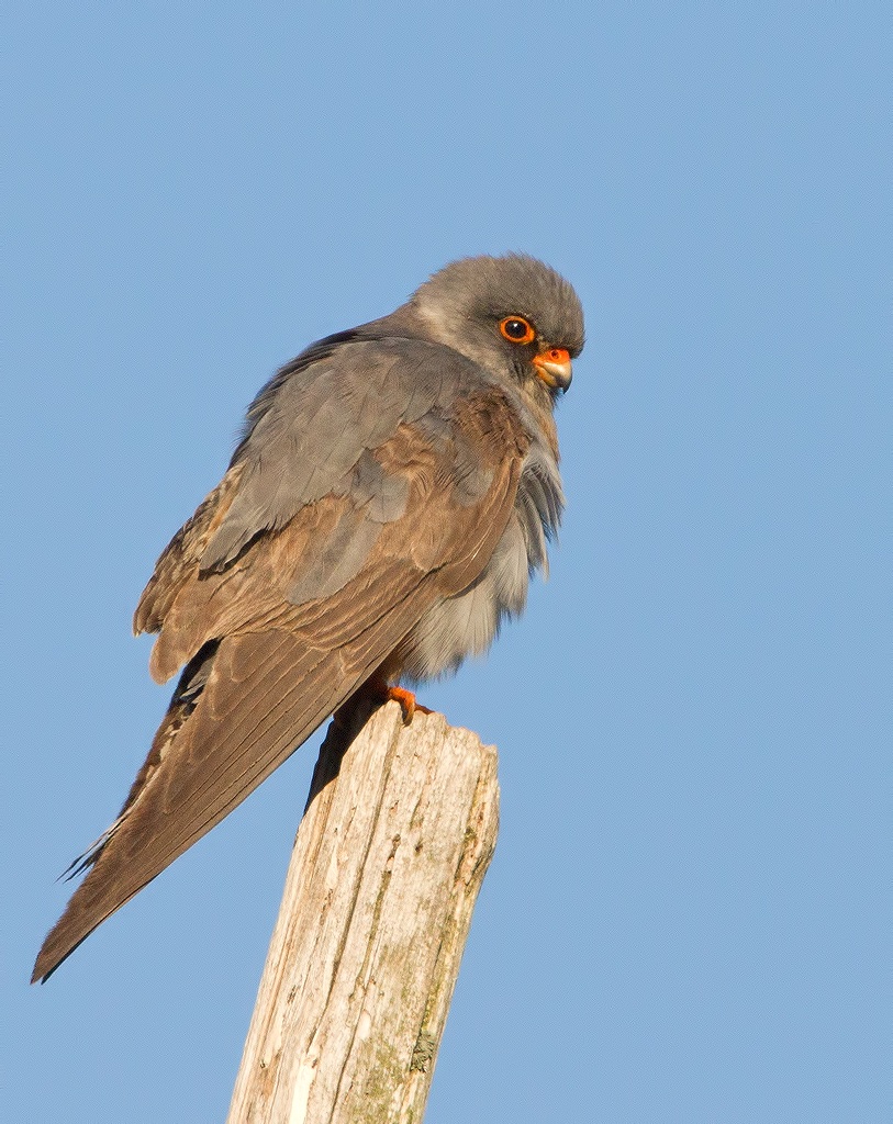 Red-footed Falcon...