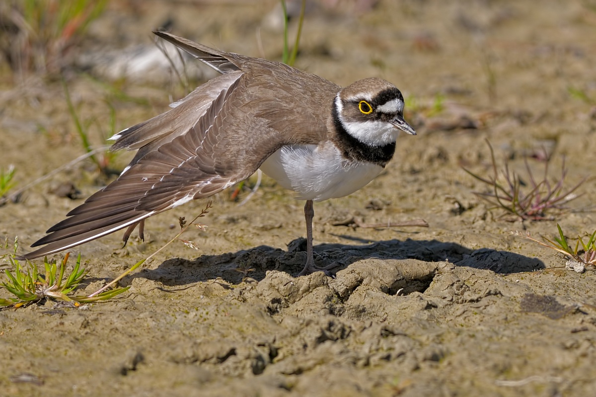 Little Ringed Plover (Charadrius dubius)...