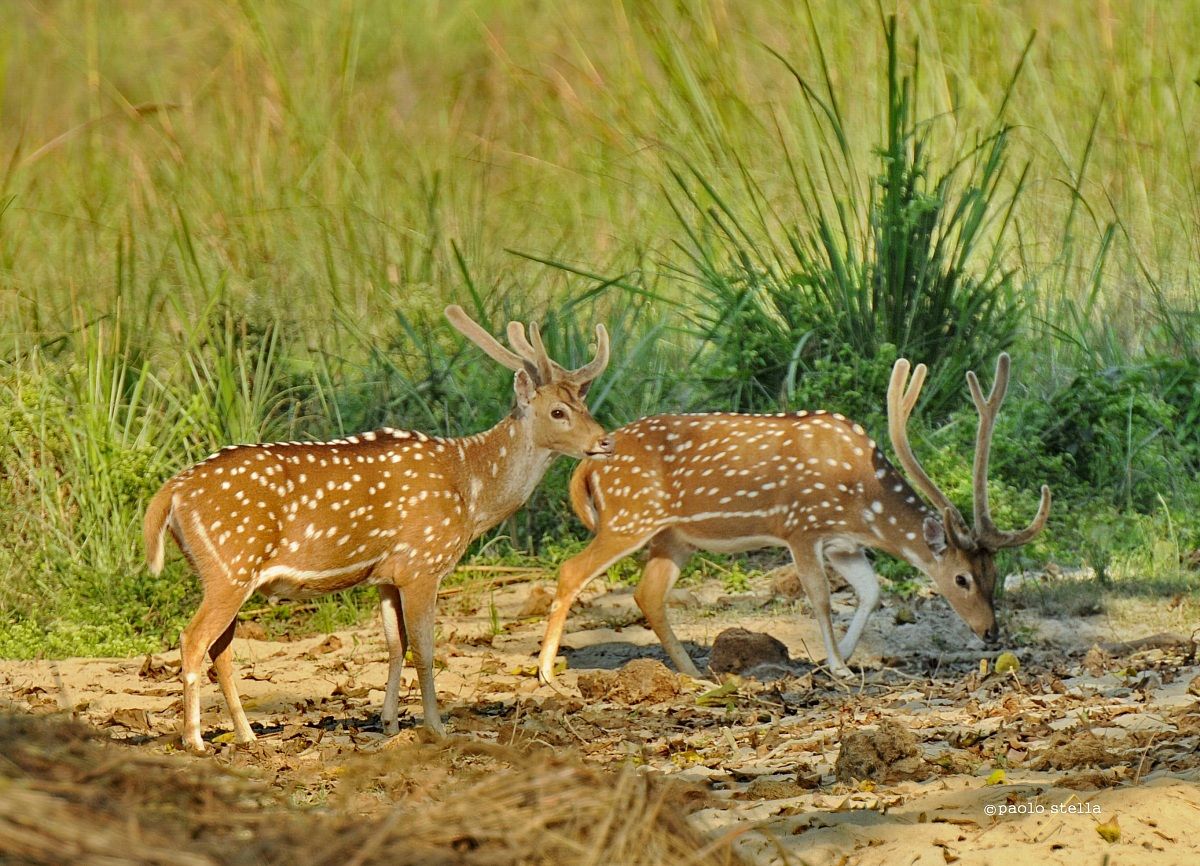 spotted deers,Chitwan National Park...