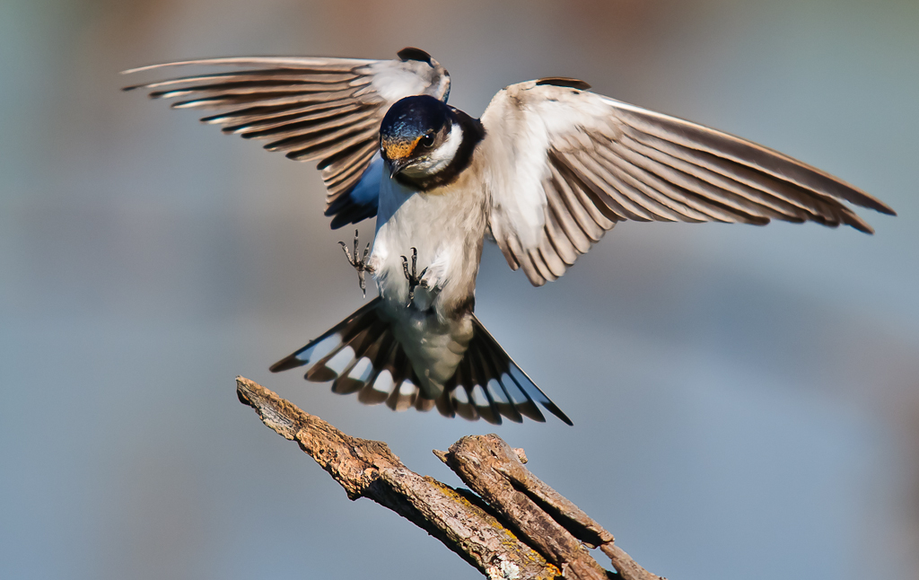 White -throated Swallow...