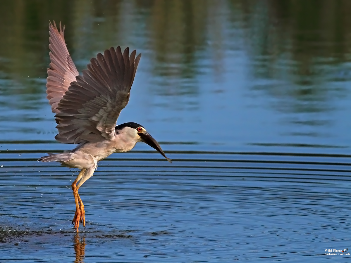 Night Heron with prey ........