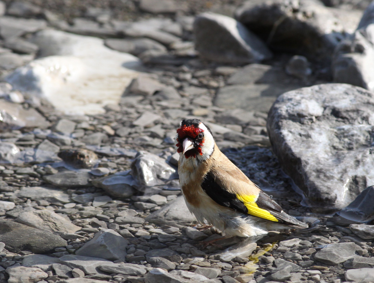 Goldfinch cool...