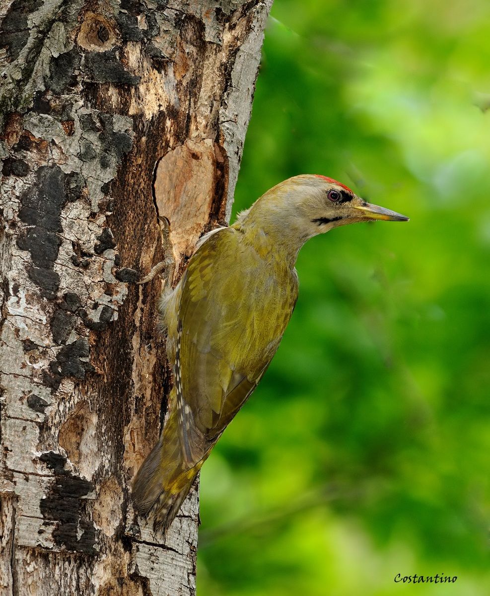 Woodpecker (Picus canus)...