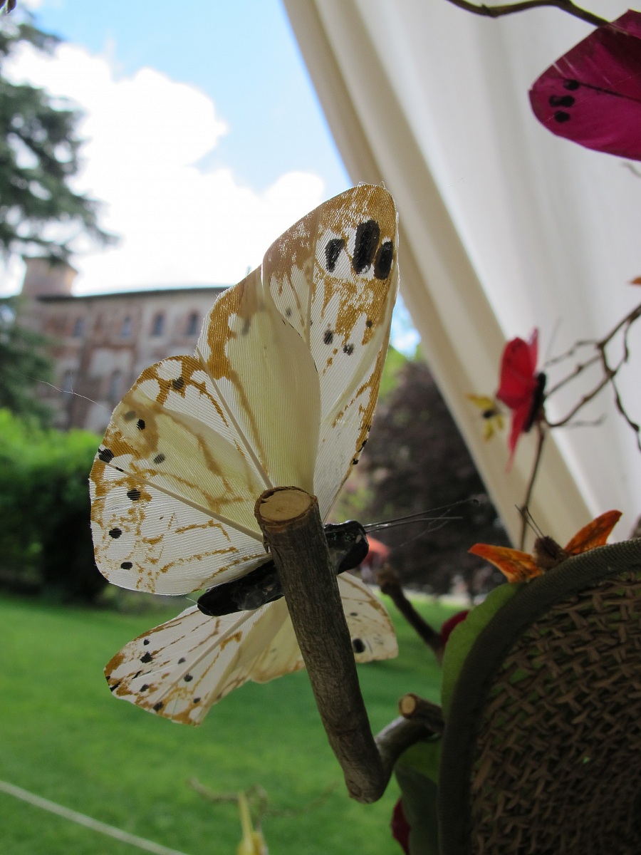 01 a butterfly feather...