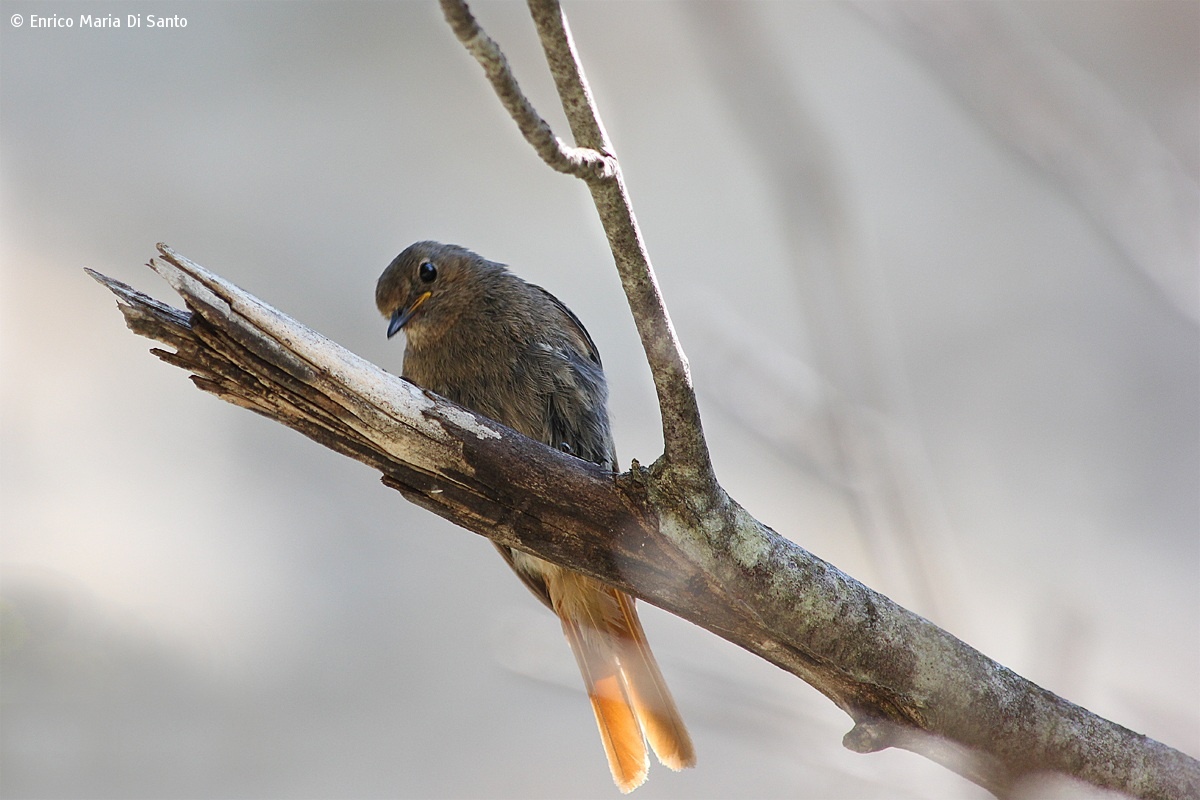 Chimney female Redstart...