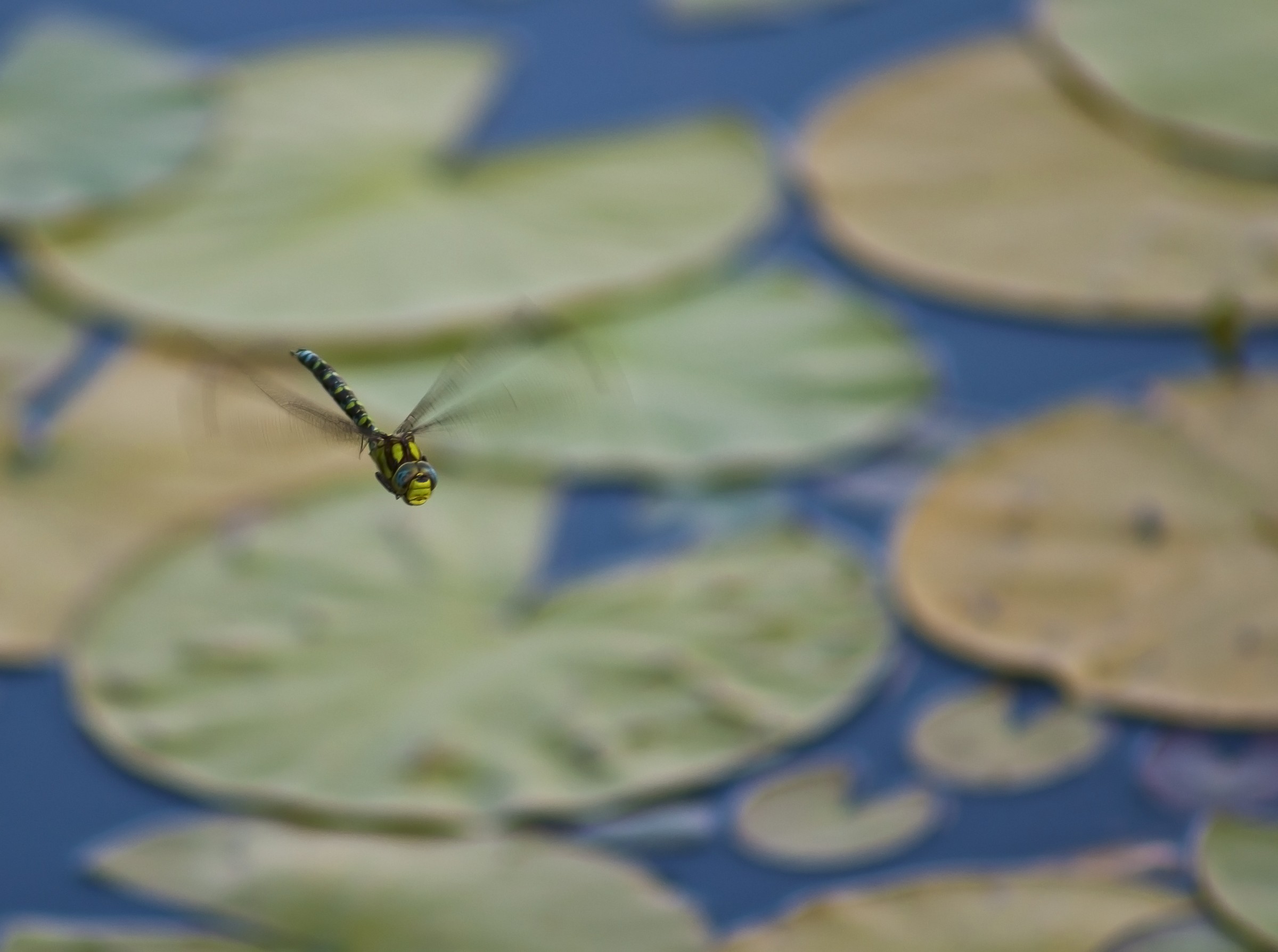 Dragonfly in flight 2...