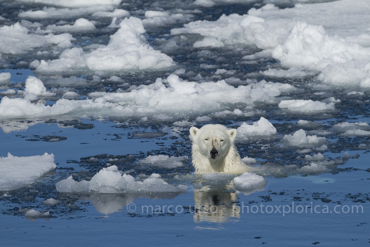 Orso Bianco - Svalbard...