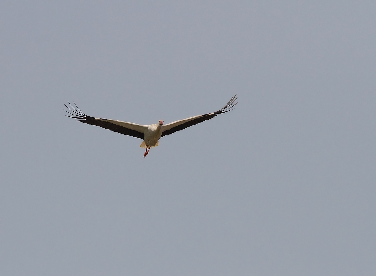 stork in flight...