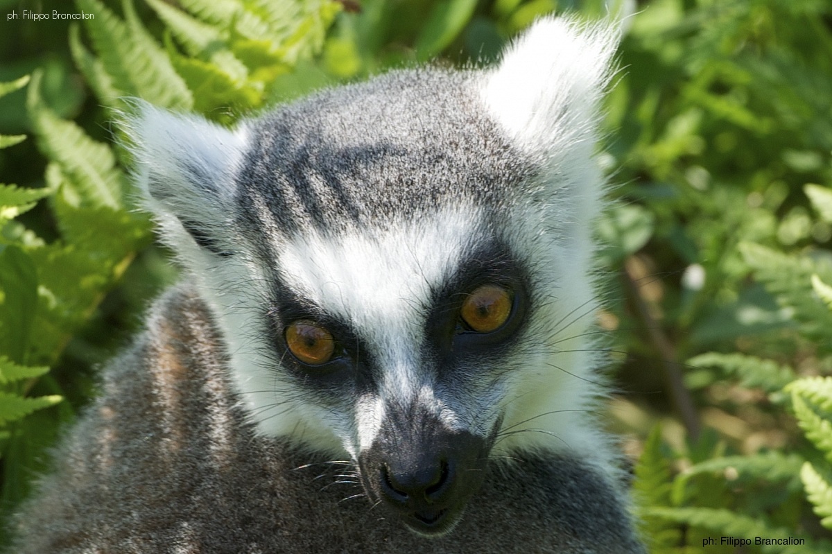 Lemur...