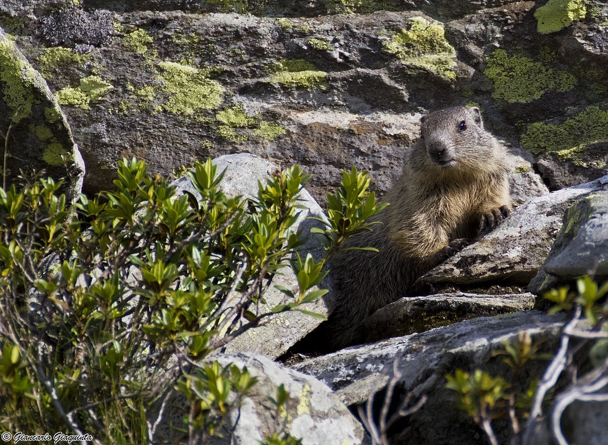 Small Marmot...