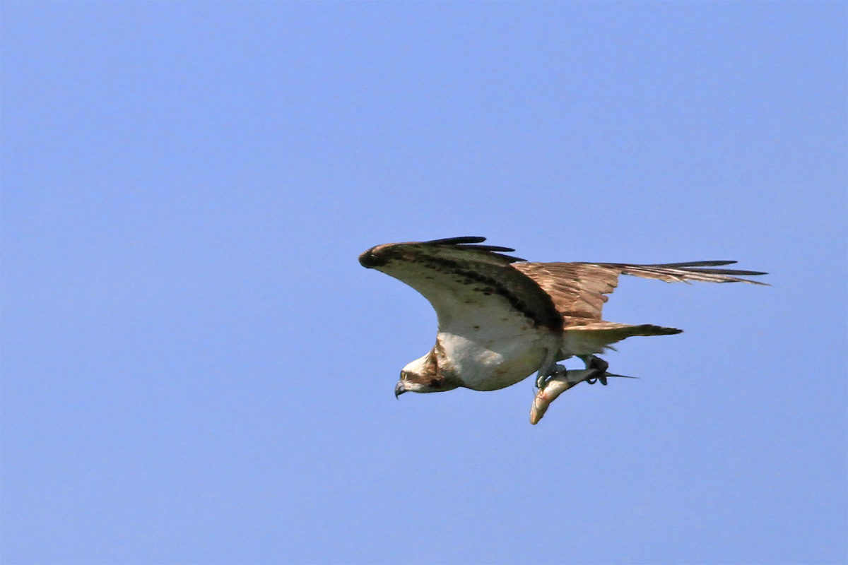 falco pescatore...