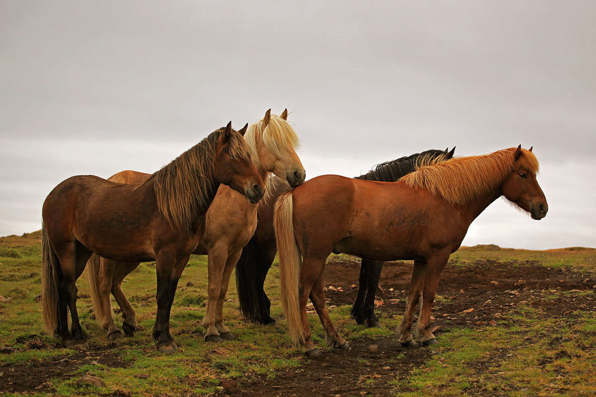 Icelandic horses - The horse gaits from 5...
