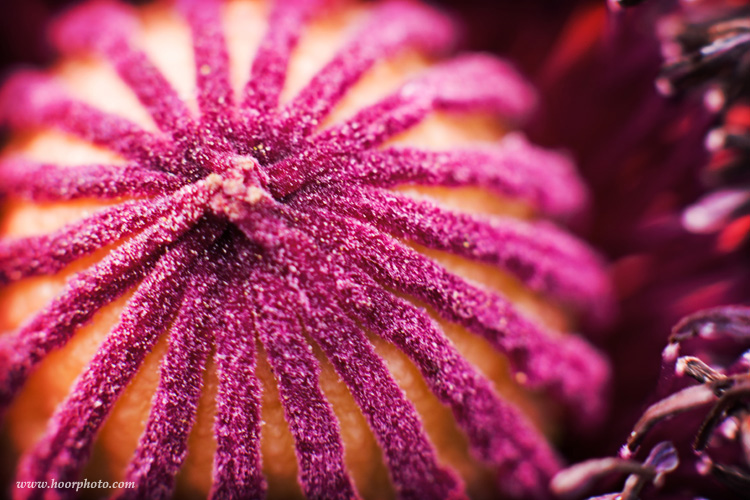 Anemone Flower...