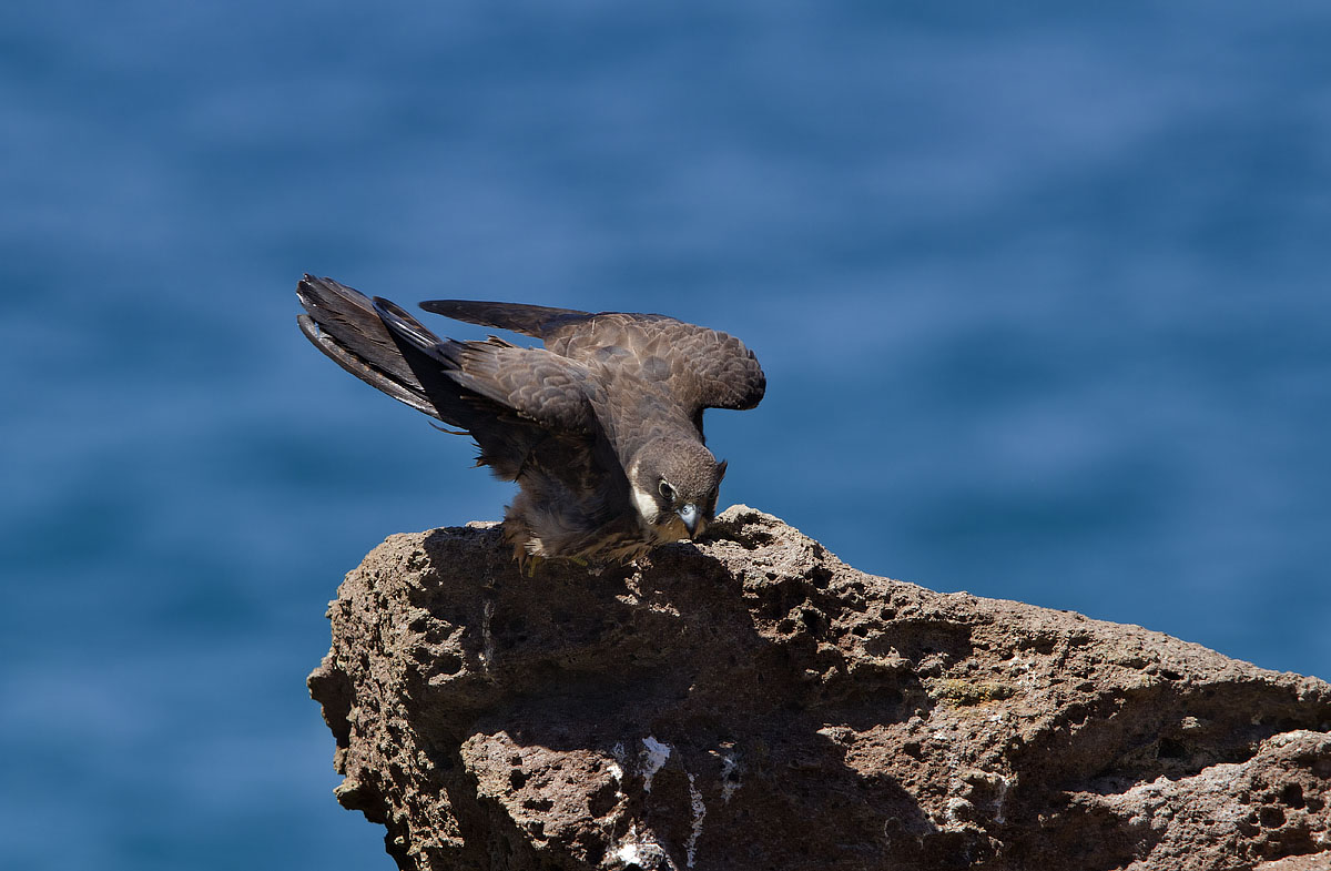 Eleonora's Falcon Falco eleonorae...