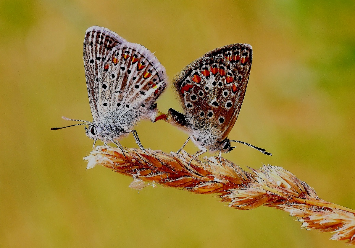 Butterflies do not know the species-fertilization...