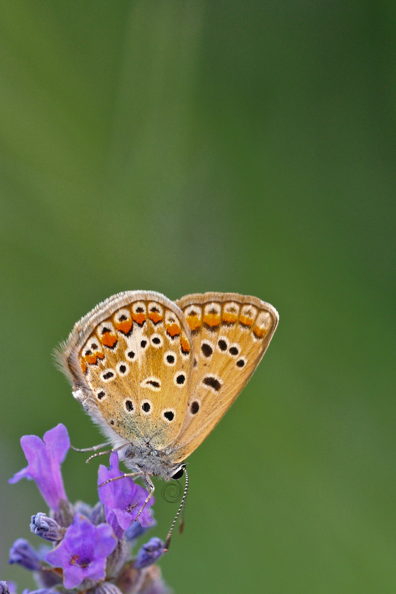 Butterfly on lavender ......