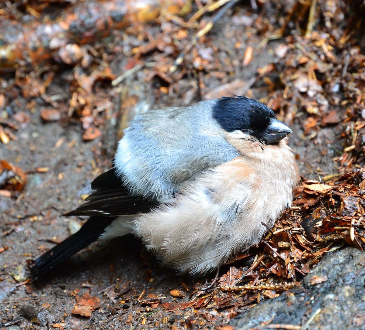 mi sapete dire secondo voi che specie è?...