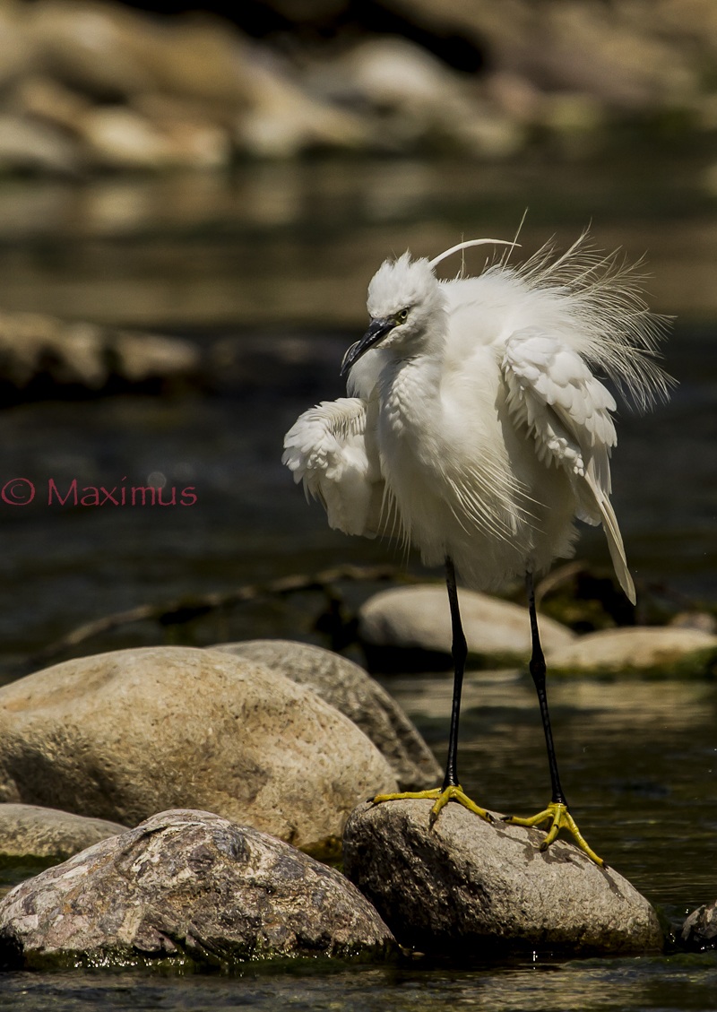 .. the egret is stretching ......