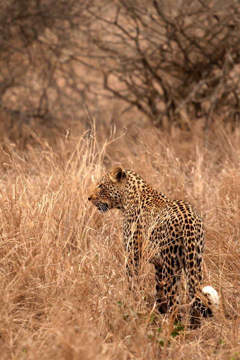 Leopardo sudafricano - Kruger park...