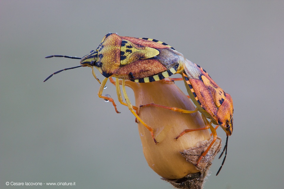 Carpocoris pudicus (Hemiptera)...
