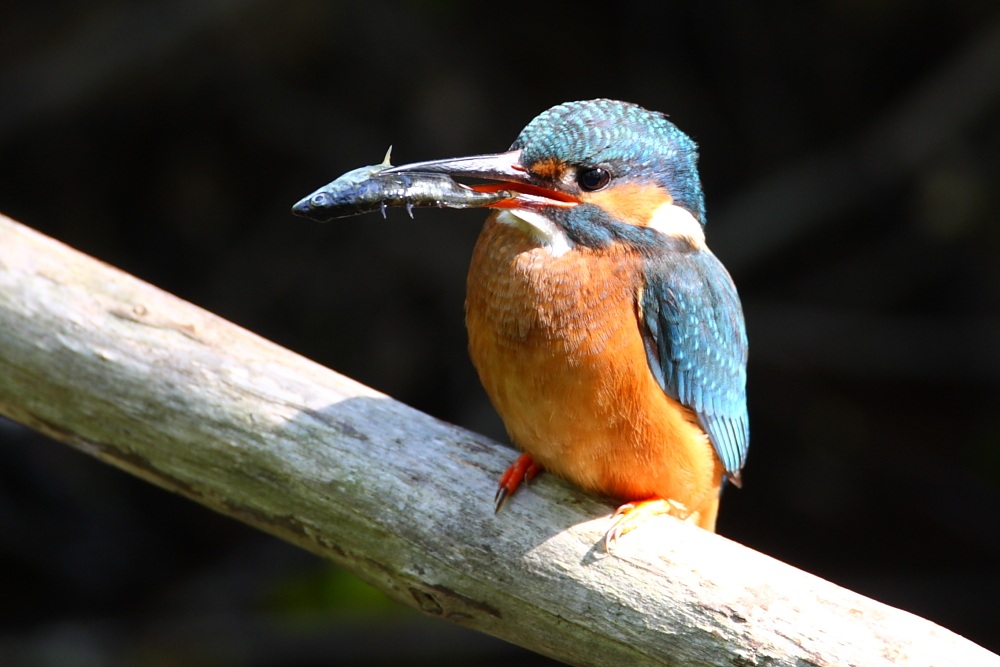Kingfisher con spinarello...