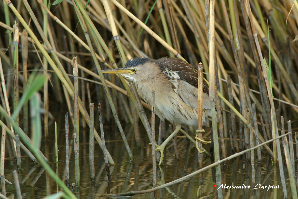 Bittern...