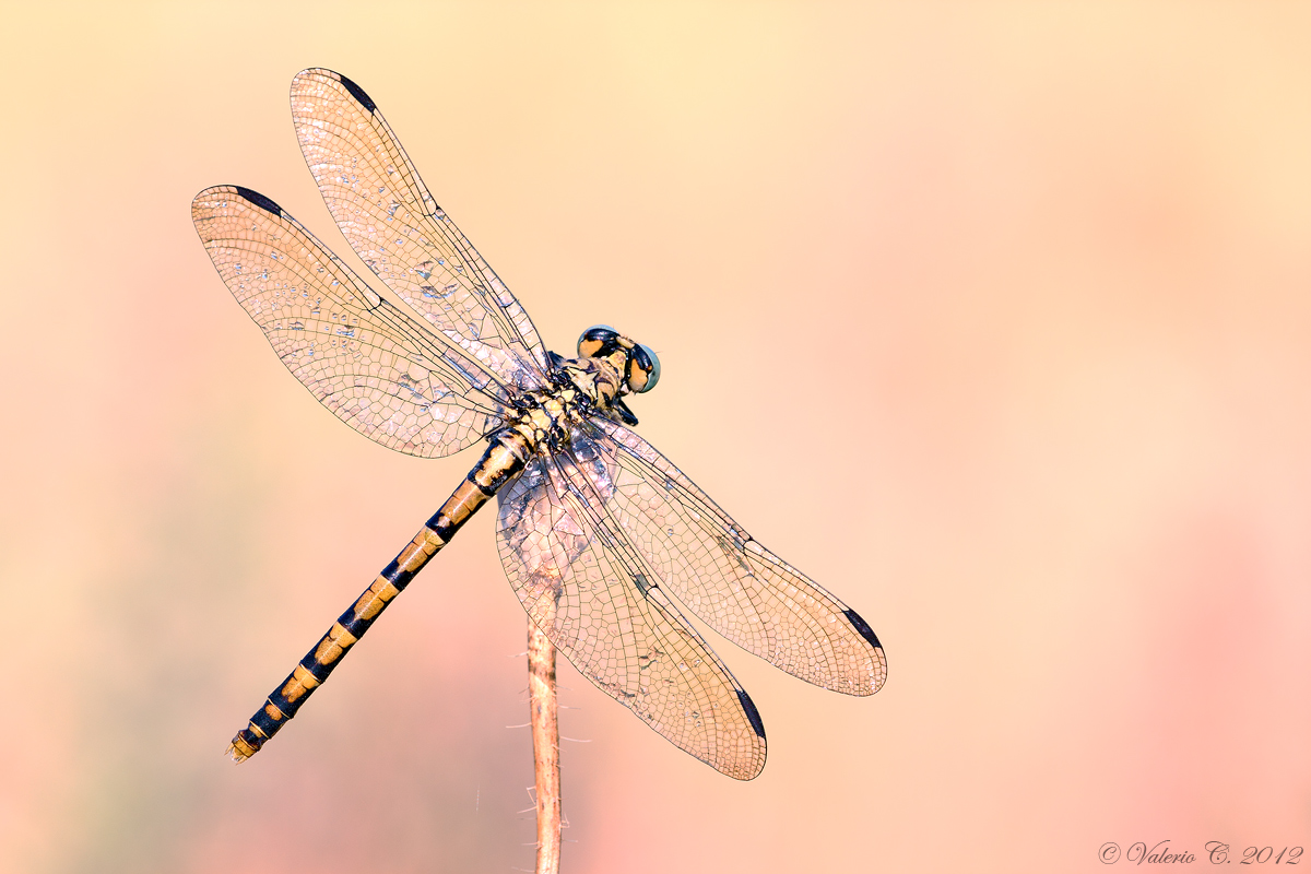 Dragonfly...