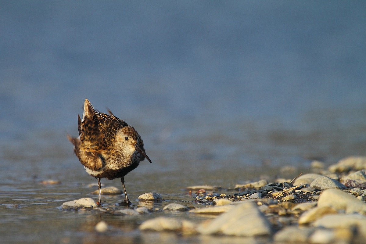 Dunlin...