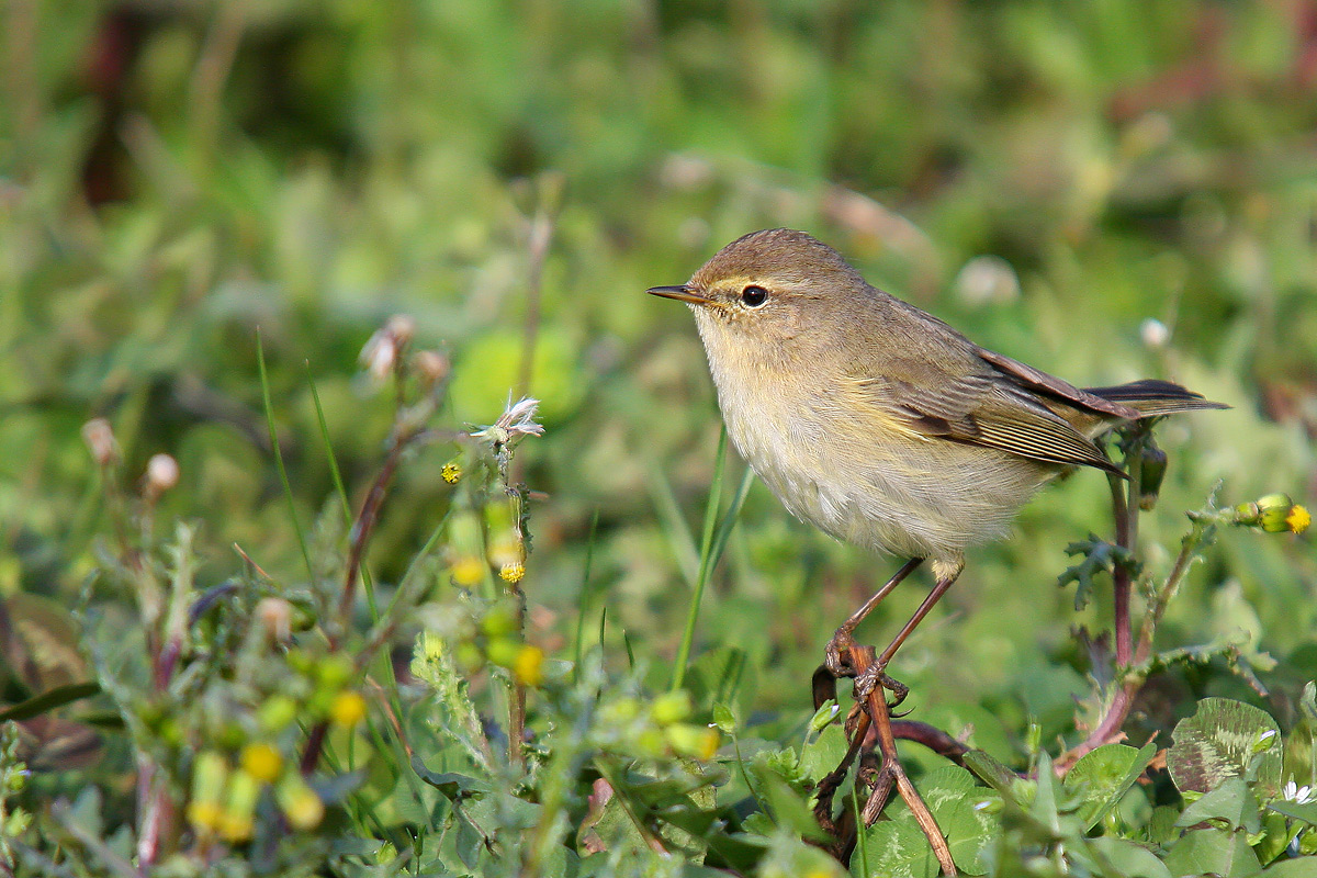 Chiffchaff...