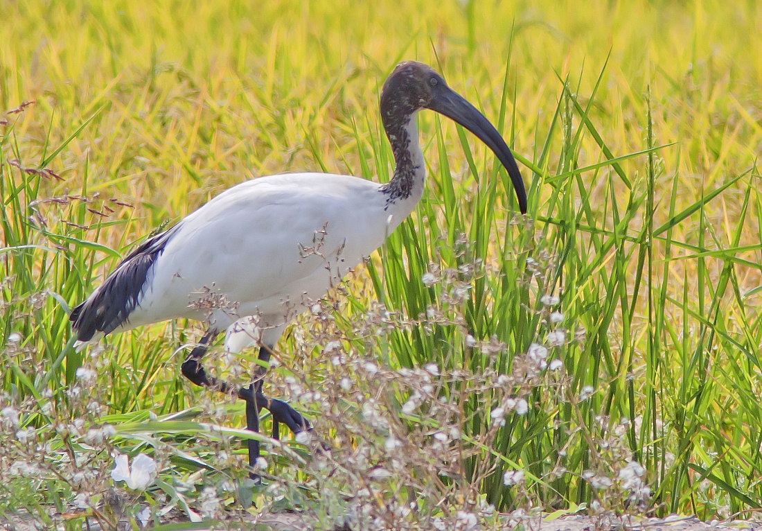 Ibis to Pasture...