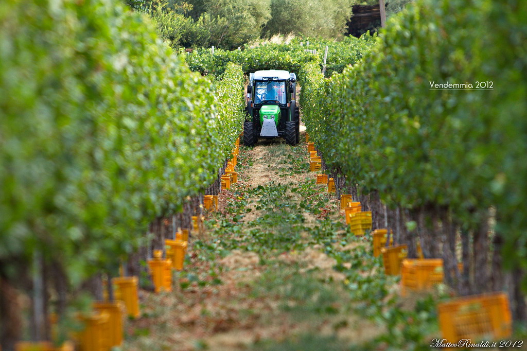 Harvest 2012 in Franciacorta...