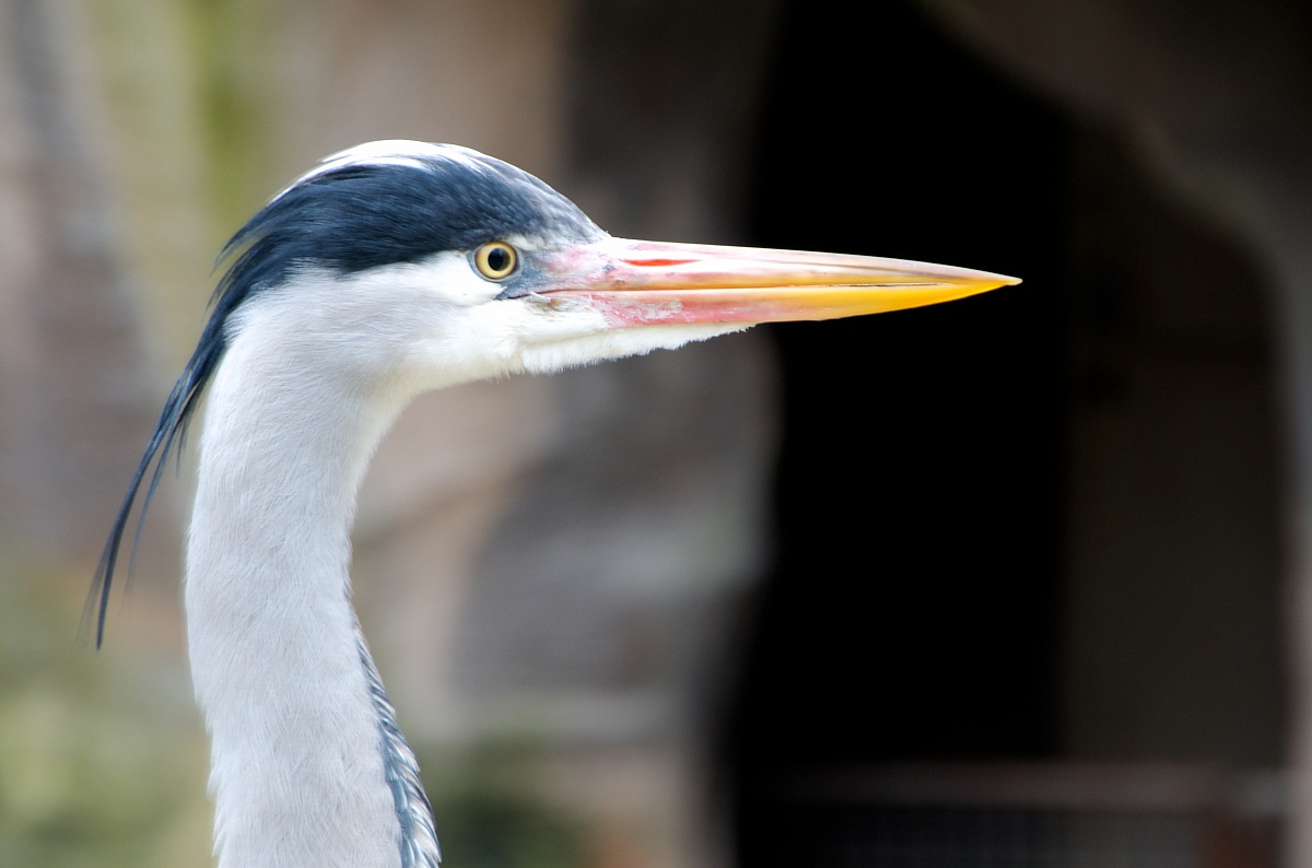 Ardea cinerea Linnaeus...
