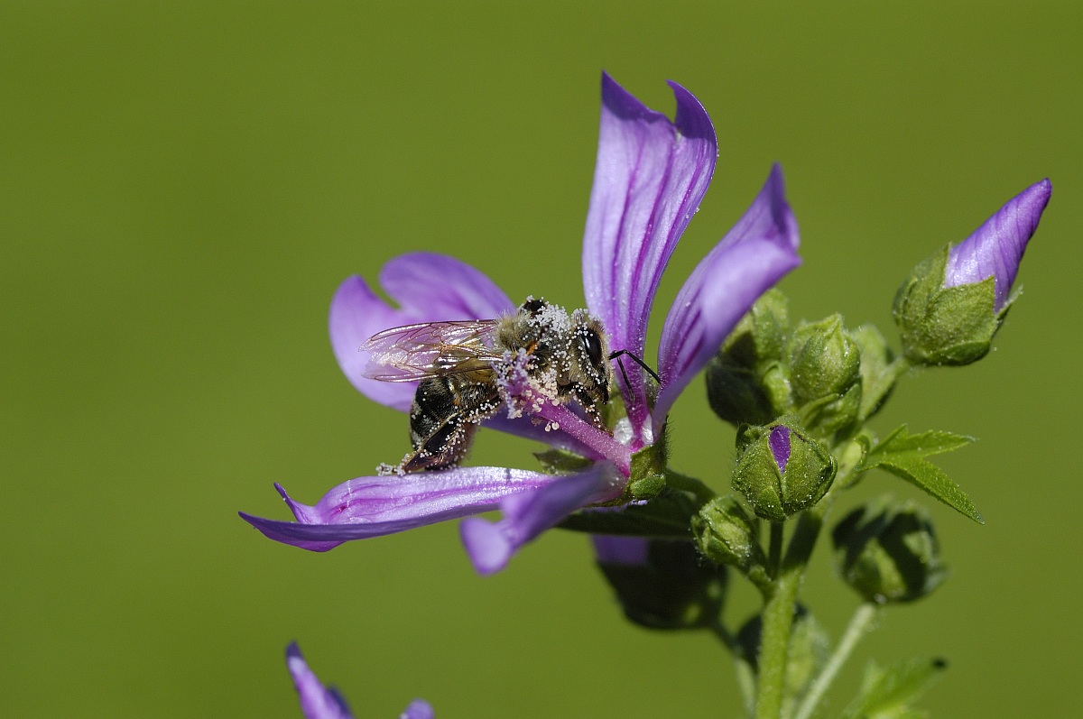 The bee and the flower....