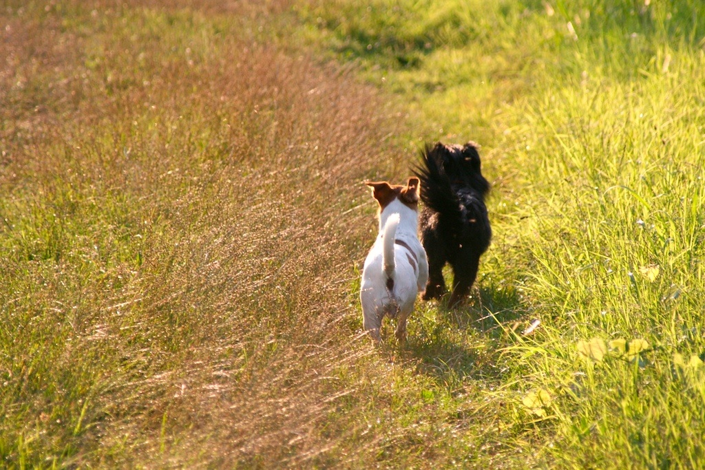 Dogs. The good teachers....