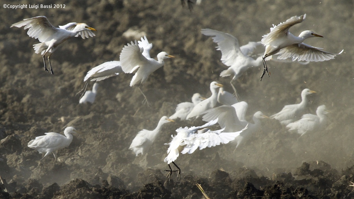 Egrets, plowing ... and the food .....