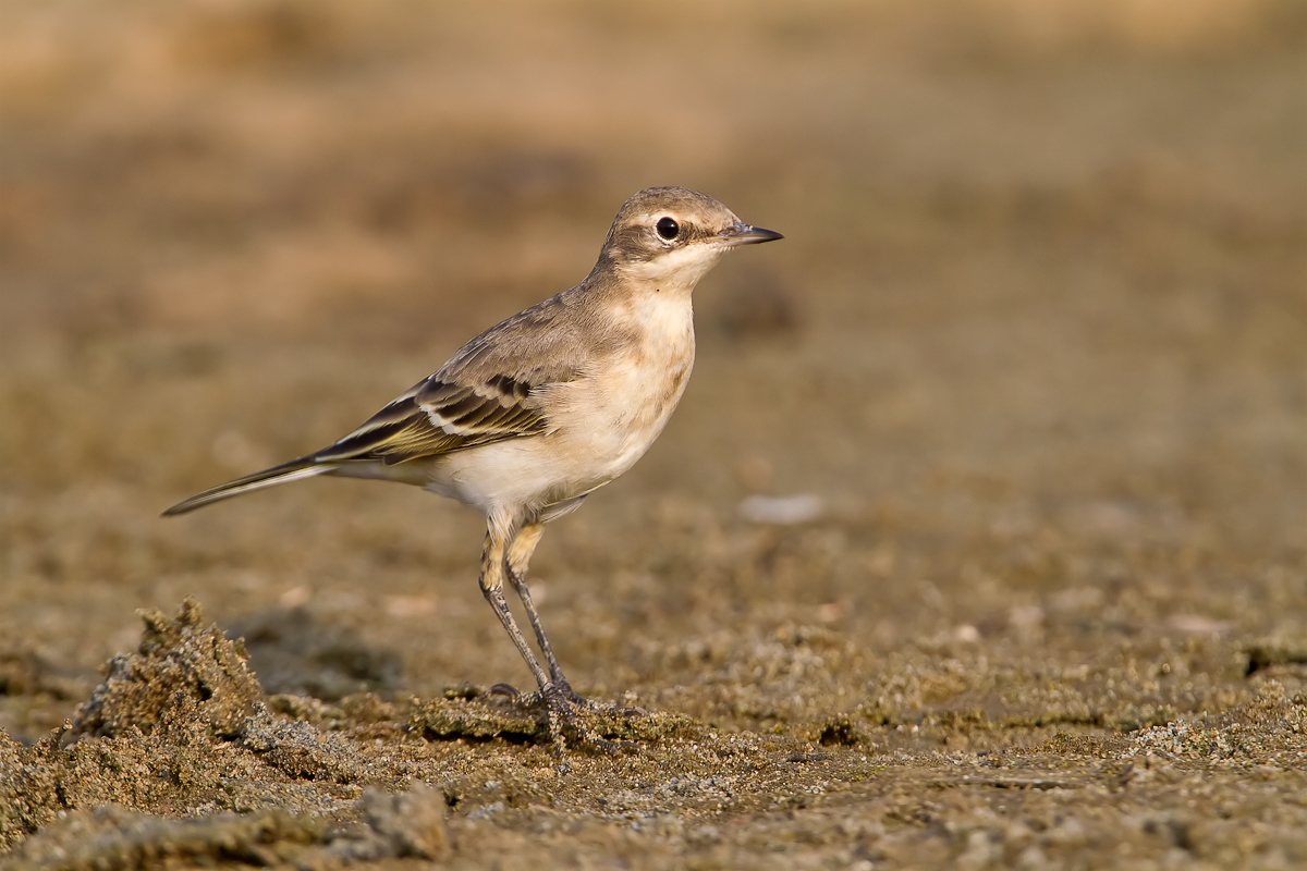 Yellow Wagtail...