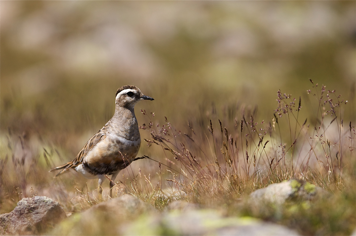 The uncertainty of the Plover...