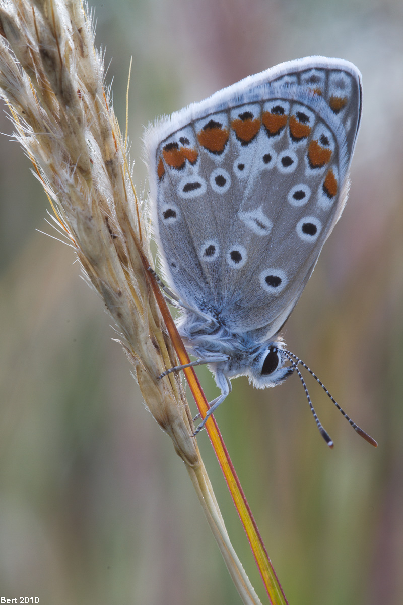 Common Blue...