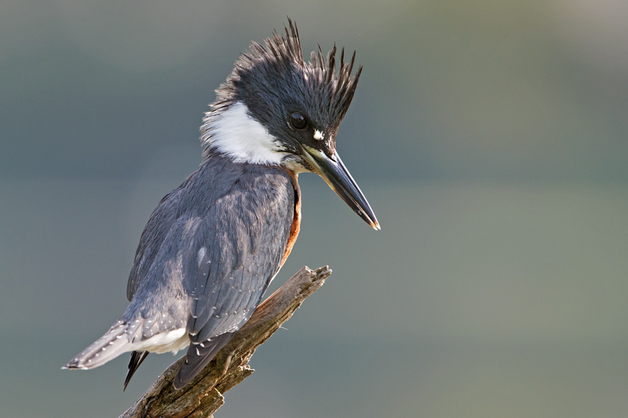 Belted Kingfisher...