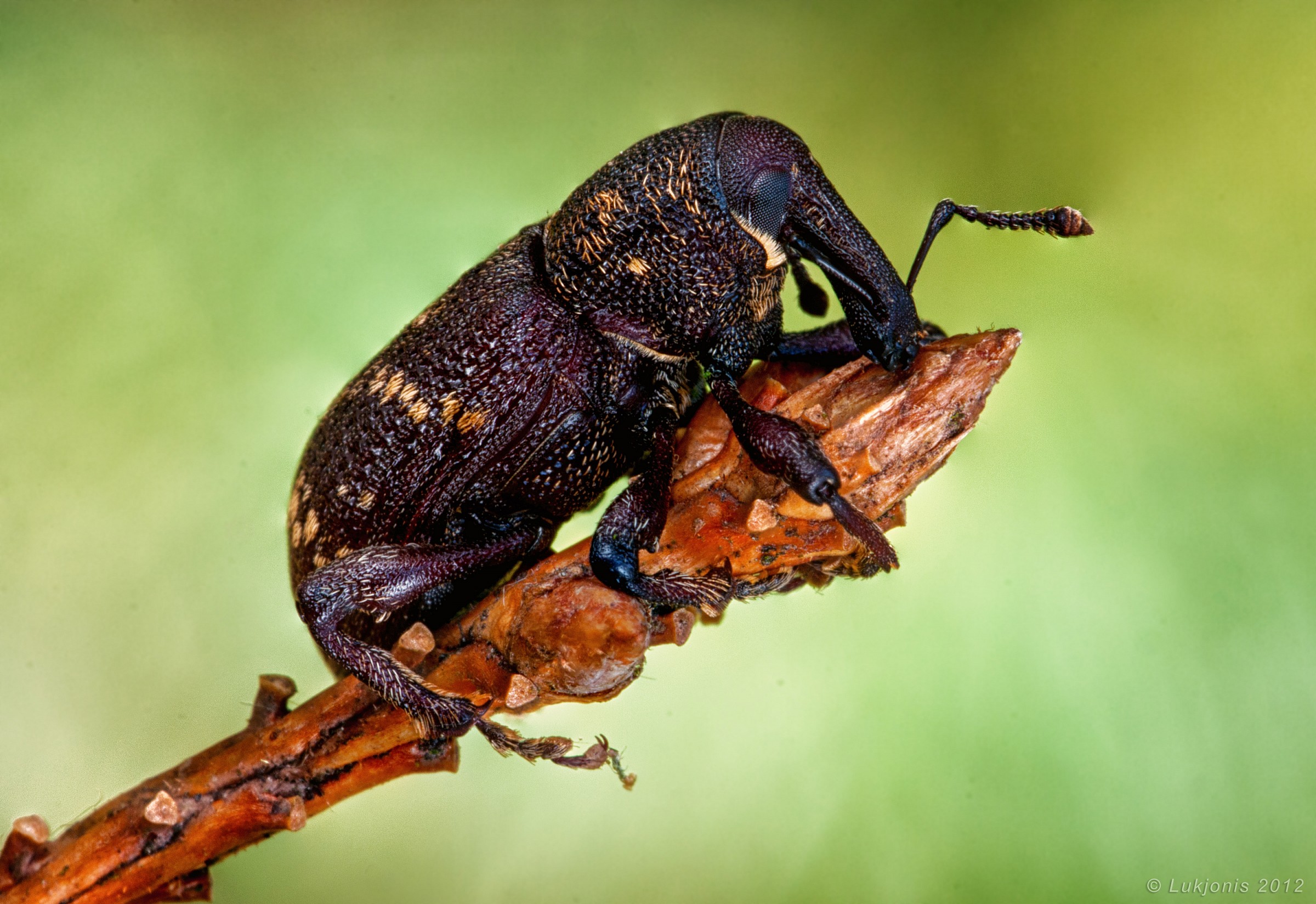 Pine weevil - Hylobius abietis...