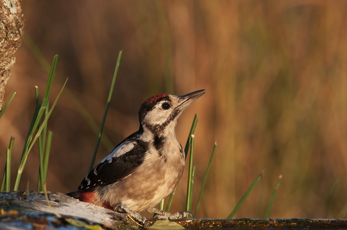 woodpecker Sardinian...