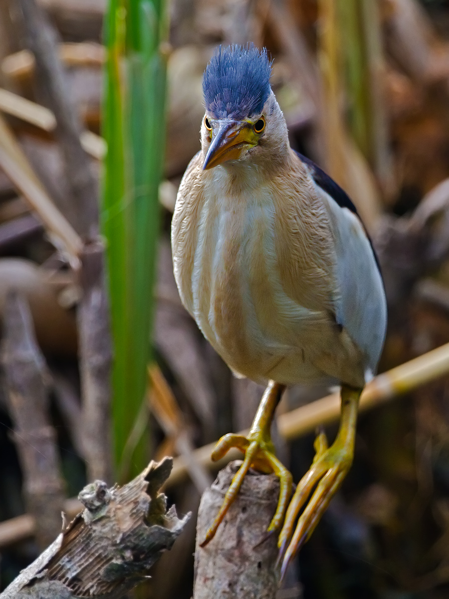 Bittern...